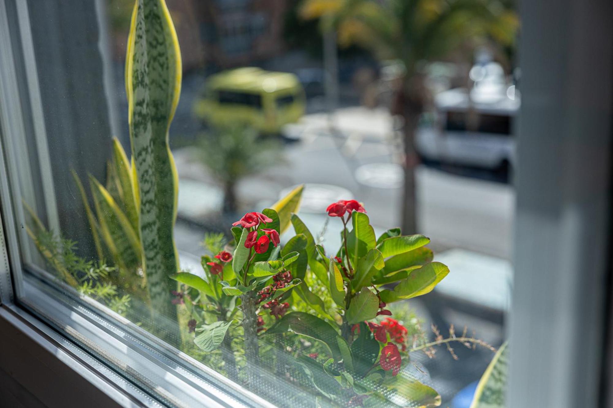Bambu Suites Vegueta Alquiler Por Habitacion Las Palmas de Gran Canaria Eksteriør billede