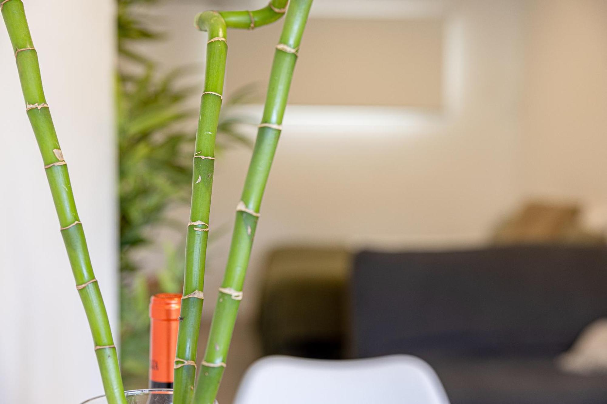 Bambu Suites Vegueta Alquiler Por Habitacion Las Palmas de Gran Canaria Eksteriør billede